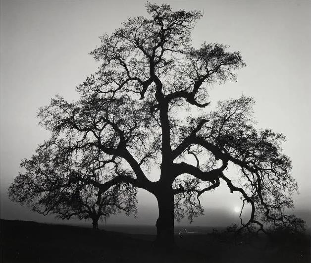 Ansel Adams Photography