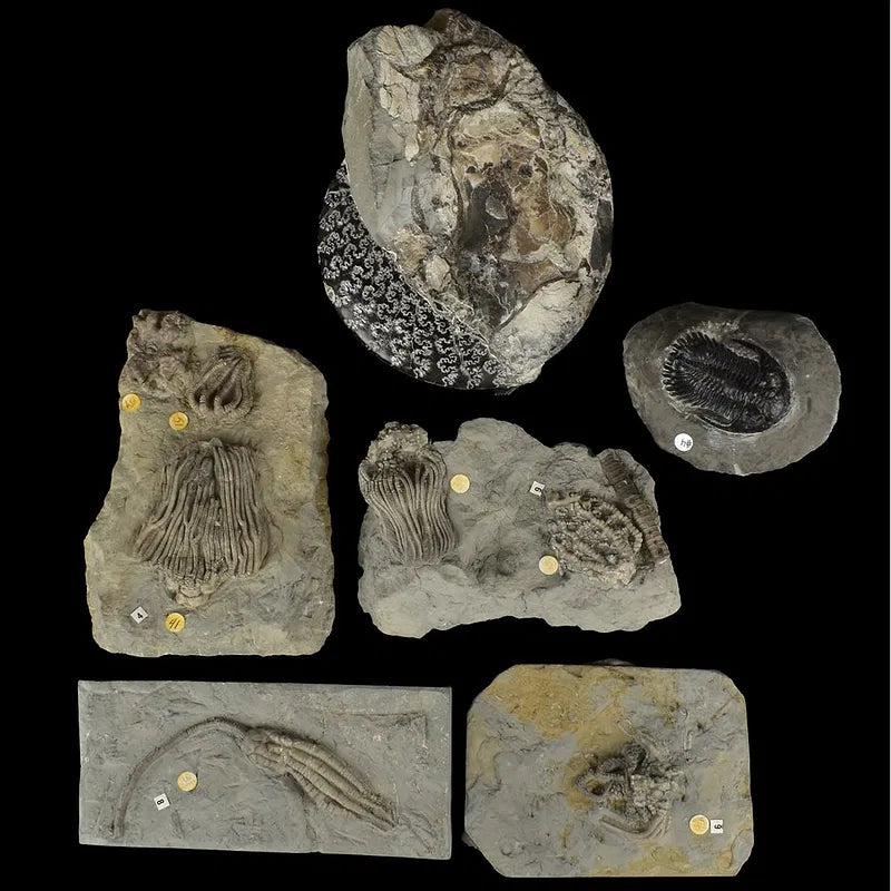 Fossils