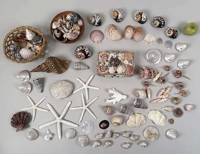 Seashells
