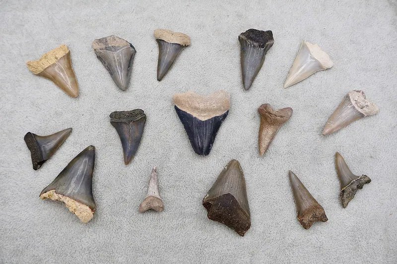 Shark & Megalodon Teeth