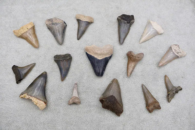 Shark & Megalodon Teeth