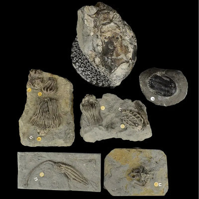 Rocks, Minerals & Fossils